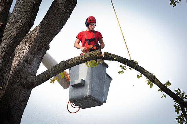 Best Tree Care Services  in Fullerton, CA